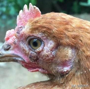 ɱõƶ