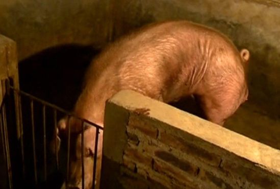 广东梅州一养猪户被自家公猪咬死(图)