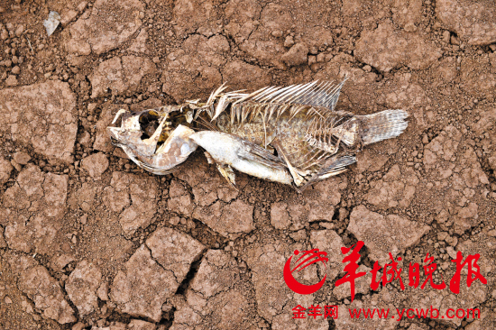 在湛江徐闻迈胜水库,一条鱼的尸体躺在龟裂的水库底面上